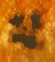 Evil Barbecue Chip Of Doom