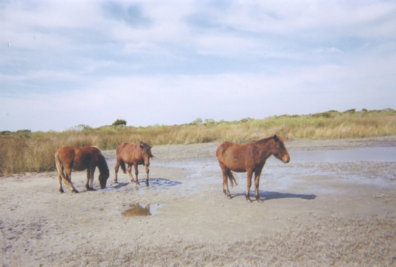 Wild Horses